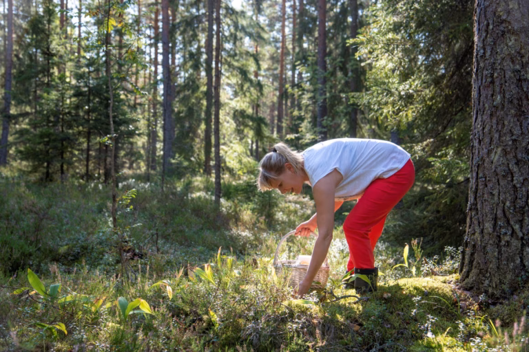 Nainen poimimassa marjoja metsässä